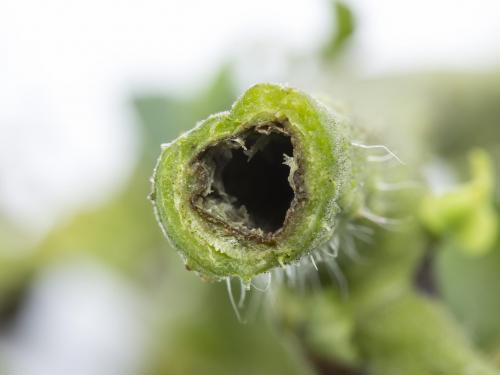 Tomate - Moelle noire (Pseudomonas corrugata)