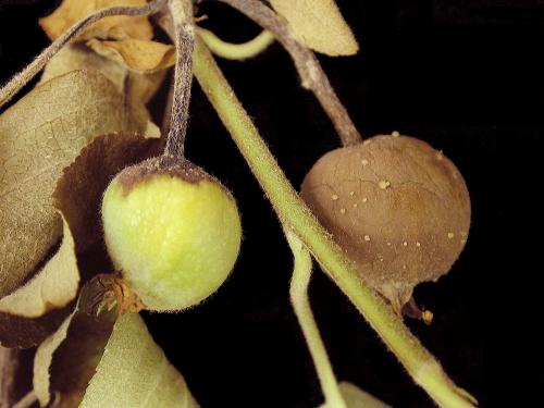 Pomme - Brûlure bactérienne (Erwinia amylovora)