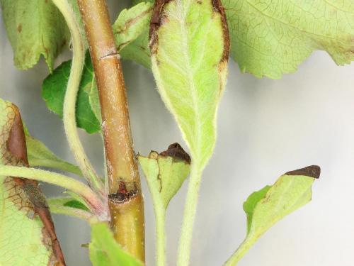 Pomme - Coulure bactérienne (Pseudomonas syringae pv. syringae)