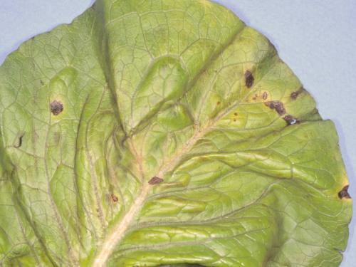 Laitues - Tache bactérienne (Xanthomonas axonopodis pv. vitians)