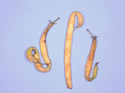 Haricot - Graisse bactérienne (Pseudomonas syringae pv. syringae)_9