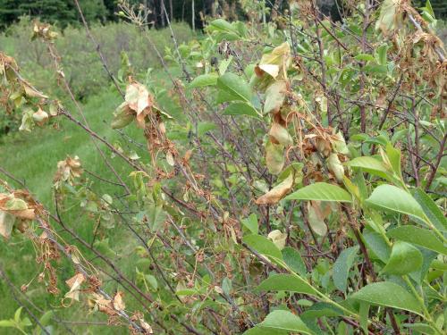 Cerise - Coulure bactérienne (Pseudomonas syringae pv. syringae)