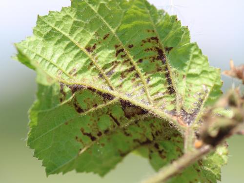 Noisetier - Brûlure bactérienne (Xanthomonas arboricola pv. corylina)