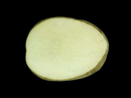 Pomme de terre - Nématode cécidogène du nord (Meloidogyne hapla)