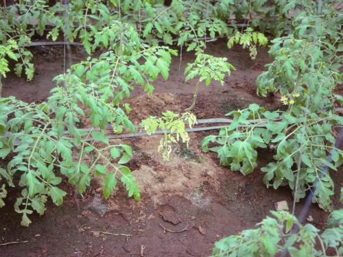 Tomate - Nématode cécidogène du nord (Meloidogyne hapla)