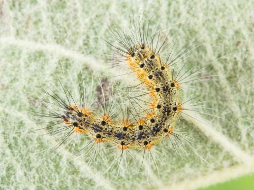 Chenille à tente estivale (Hyphantria cunea)_1