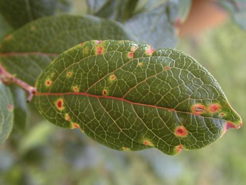 Bleuet en corymbe - Virus de la tache annulaire de la tomate (ToRSV)