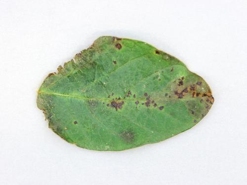 Soya - Brûlure bactérienne (Pseudomonas syringae pv. glycinea)