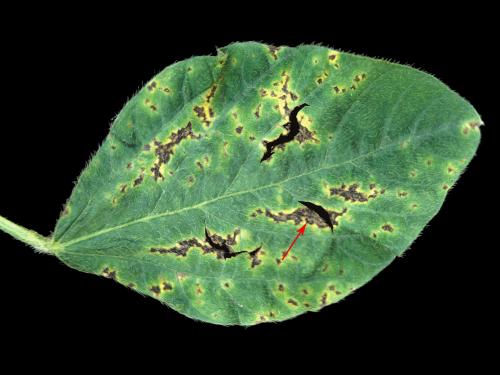 Soya - Pustule bactérienne (Xanthomonas axonopodis pv. glycines)