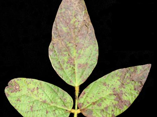 Soya - Pustule bactérienne (Xanthomonas axonopodis pv. glycines)