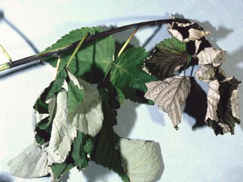 Framboise - Brûlure bactérienne (Erwinia amylovora)