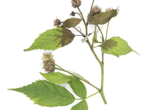 Framboise - Brûlure bactérienne (Erwinia amylovora)