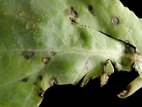 Chou-fleur - Tache bactérienne (Xanthomonas campestris pv. raphani)