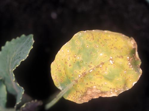 Chou-fleur - Moucheture bactérienne (Pseudomonas syringae pv. maculicola)