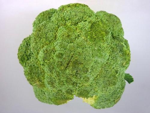 Brocoli - Pourriture molle bactérienne (Pectobacterium carotovorum)