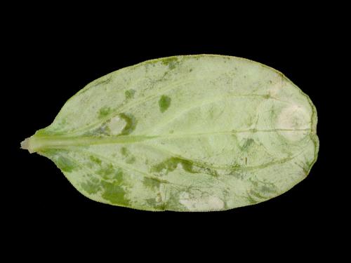 Concombre - Tache bactérienne (Xanthomonas campestris pv. cucurbitae)