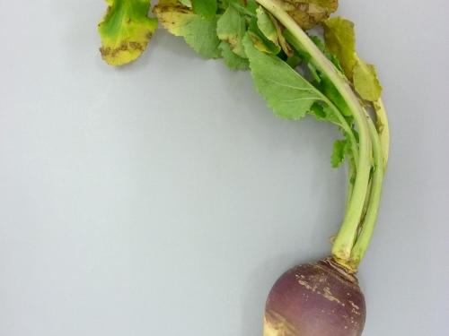 Rutabaga - Nervation noire (Xanthomonas campestris pv. campestris)