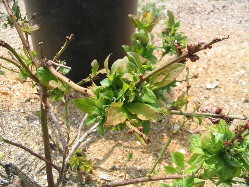 Bleuet en corymbe - Phytoplasme du flétrissement du bleuet