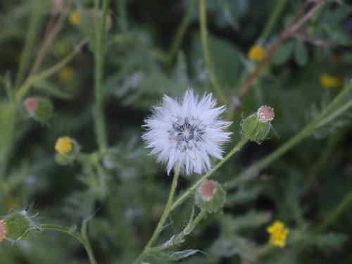 Seneçon visqueux (Senecio viscosus)_22