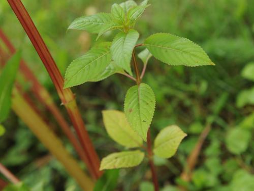 Impatiente glanduleuse (Impatiens glandulifera)_44