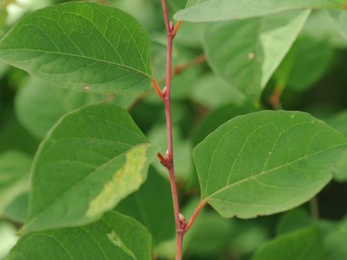 Renouée Japon (Reynoutria japonica)_24