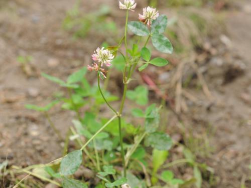 Trèfle alsike(Trifolium hybridum)_5