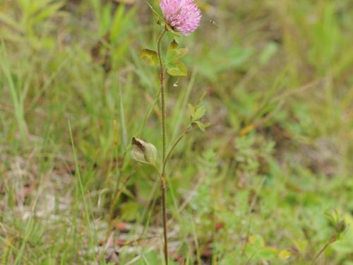 Trèfle rouge(Trifolium pratense)_5