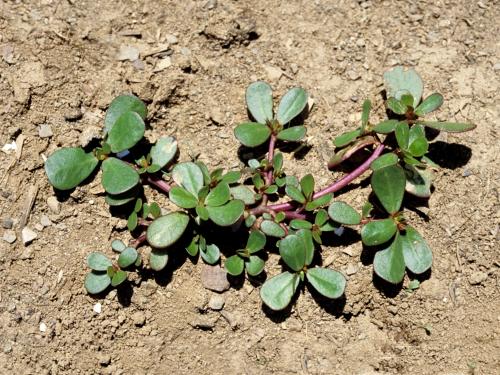 Pourpier potager (Portulaca oleracea)_1