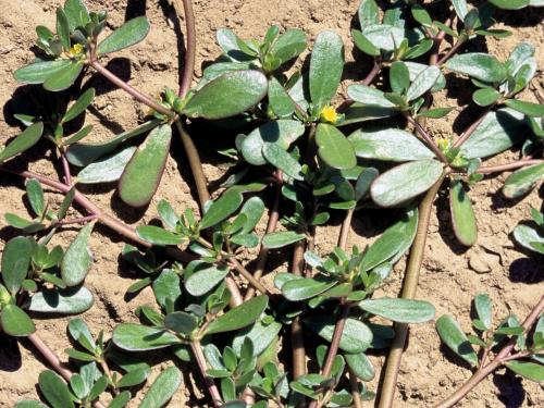 Pourpier potager (Portulaca oleracea)_2