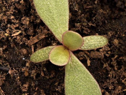 Pourpier potager (Portulaca oleracea)_15