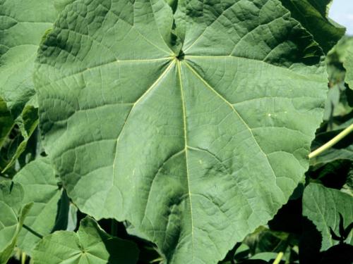 Abutilon à pétales jaunes(Abutilon theophrasti)_3