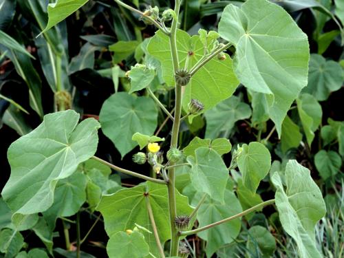 Abutilon à pétales jaunes(Abutilon theophrasti)_8