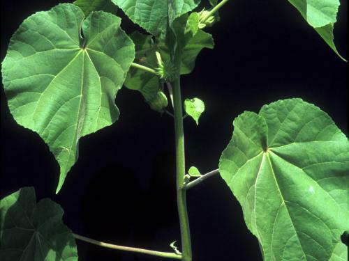 Abutilon à pétales jaunes(Abutilon theophrasti)_22