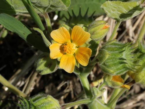 Abutilon à pétales jaunes(Abutilon theophrasti)_30