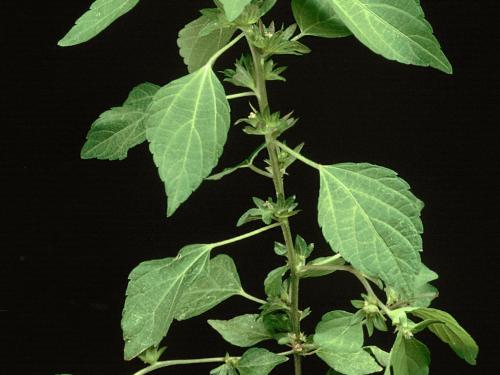 Ricinelle rhomboide (Acalypha rhomboidea)_2