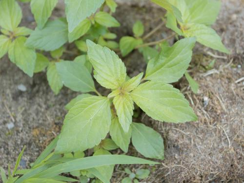 Ricinelle rhomboide (Acalypha rhomboidea)_11