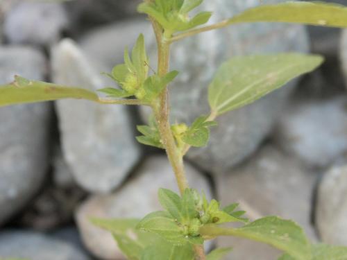 Ricinelle rhomboide (Acalypha rhomboidea)_13