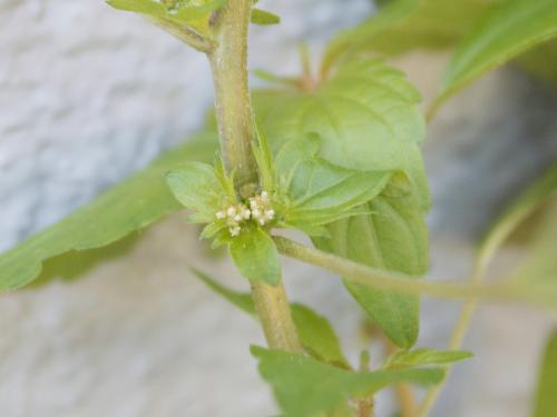 Ricinelle rhomboide (Acalypha rhomboidea)_15