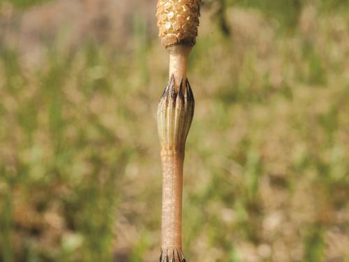 Prêle champs (Equisetum arvense)_3