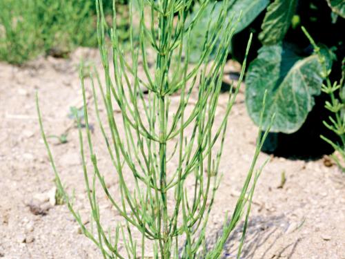 Prêle champs (Equisetum arvense)_7