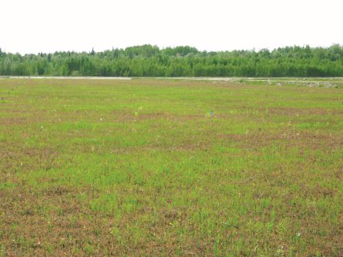 Prêle champs (Equisetum arvense)_17