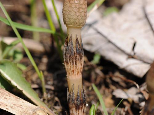 Prêle champs (Equisetum arvense)_29