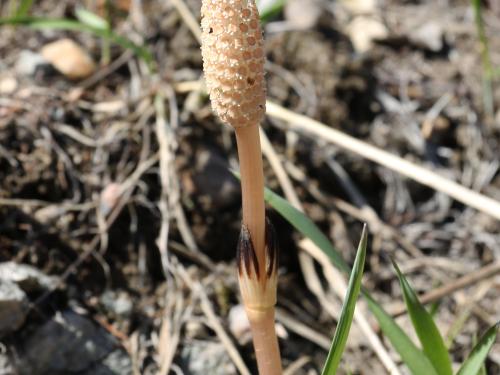 Prêle champs (Equisetum arvense)_30