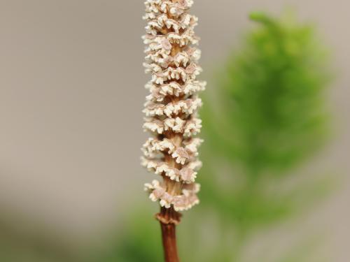 Prêle champs (Equisetum arvense)_31