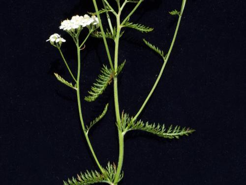 Achillée millefeuille(Achillea millefolium)_5