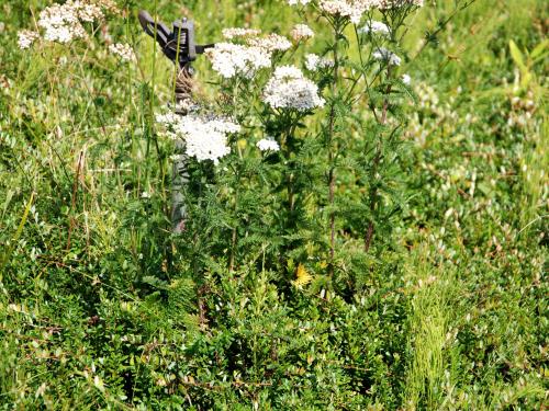 Achillée millefeuille(Achillea millefolium)_8