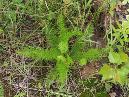 Achillée millefeuille(Achillea millefolium)_21