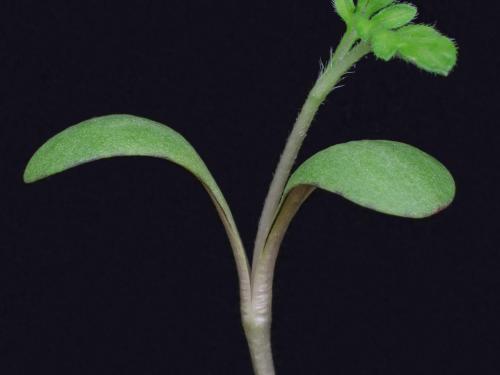 Petite herbe à poux (Ambrosia artemisiifolia)_31