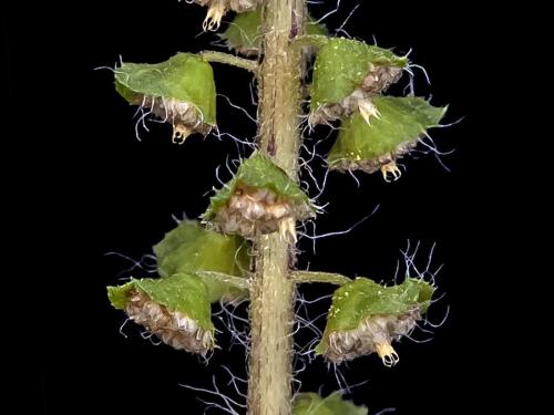 Petite herbe à poux (Ambrosia artemisiifolia)_3