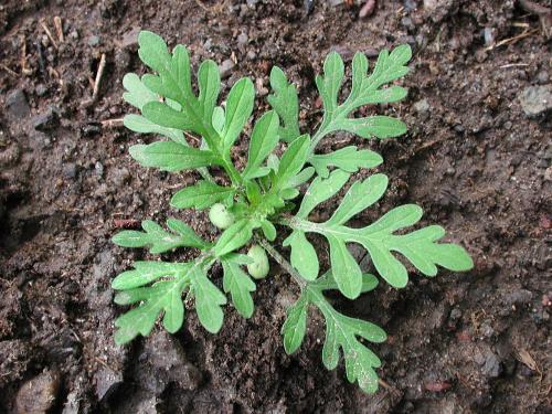 Petite herbe à poux (Ambrosia artemisiifolia)_4